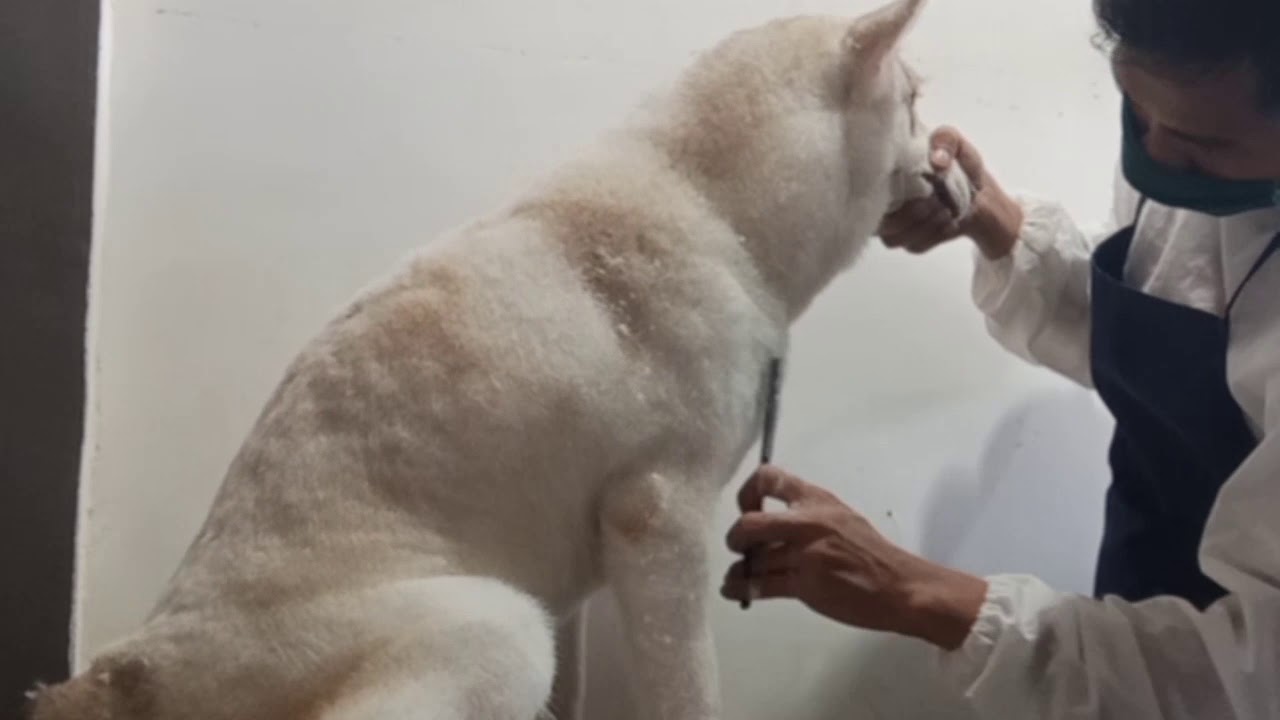 Siberian husky - hair cut/groom