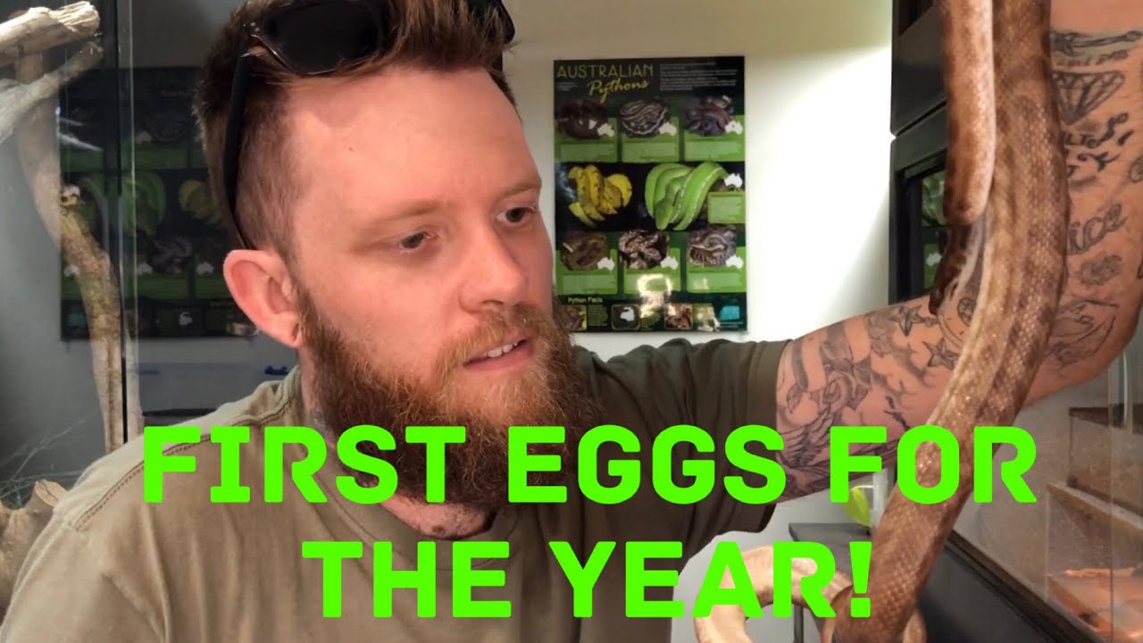 Unexpected children’s python eggs!
