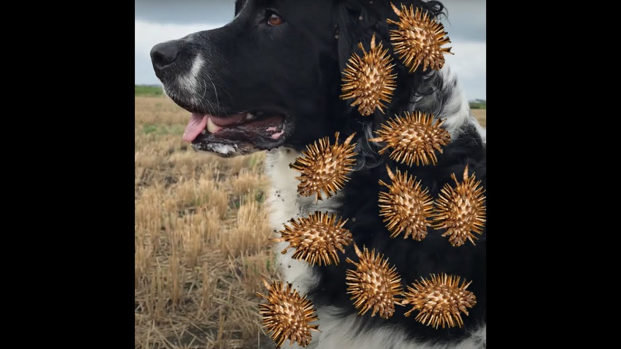 Remove burrs and stickers from dog one by one