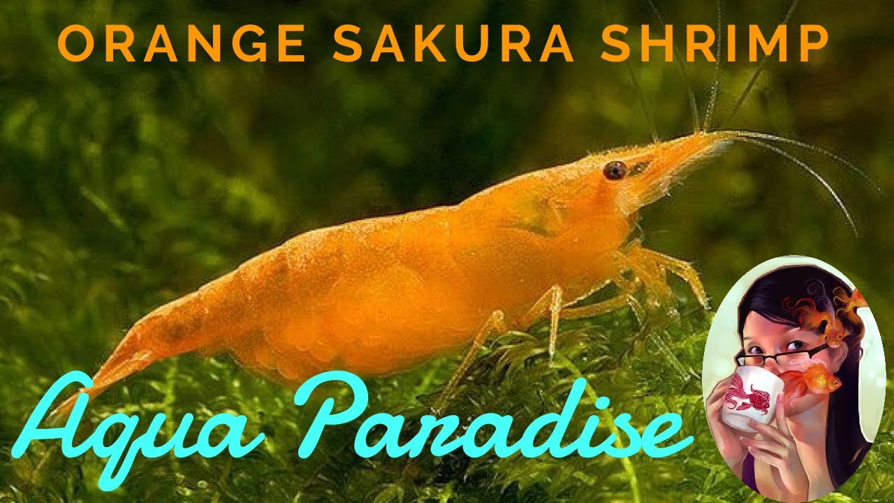 Neocaridina Orange Sakura