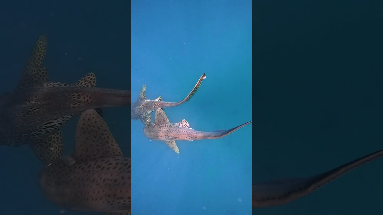 NCS 6. LEOPARD SHARK LOVE  