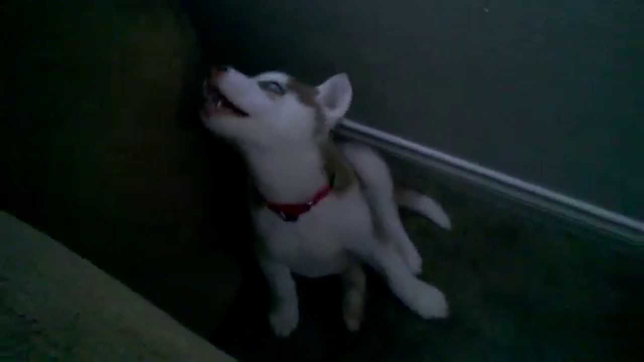 Husky mad over time out