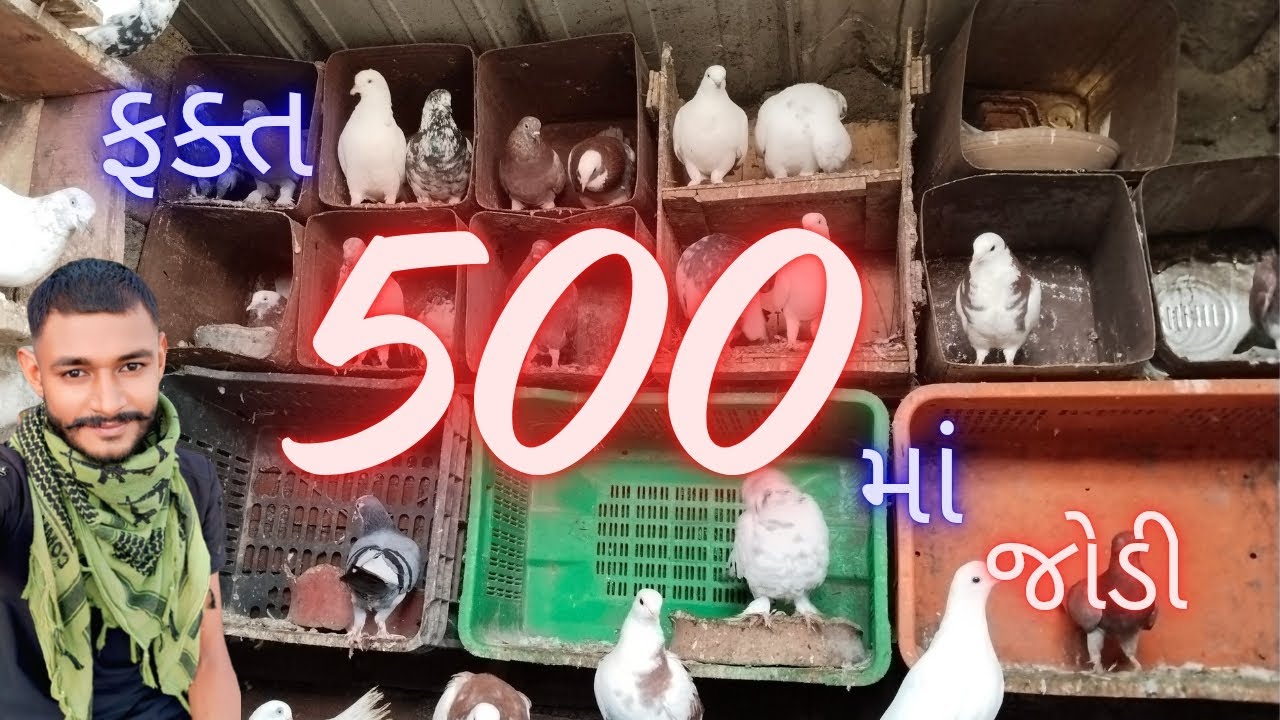 ફક્ત 500 માં કબૂતર ની જોડી// kabutar sell 
