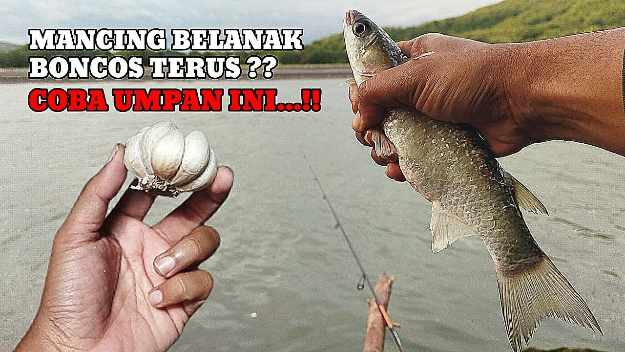 THE MOST POWERFUL MULLET BAIT‼️DIRECT TEST AND STRIKE DIRECTLY