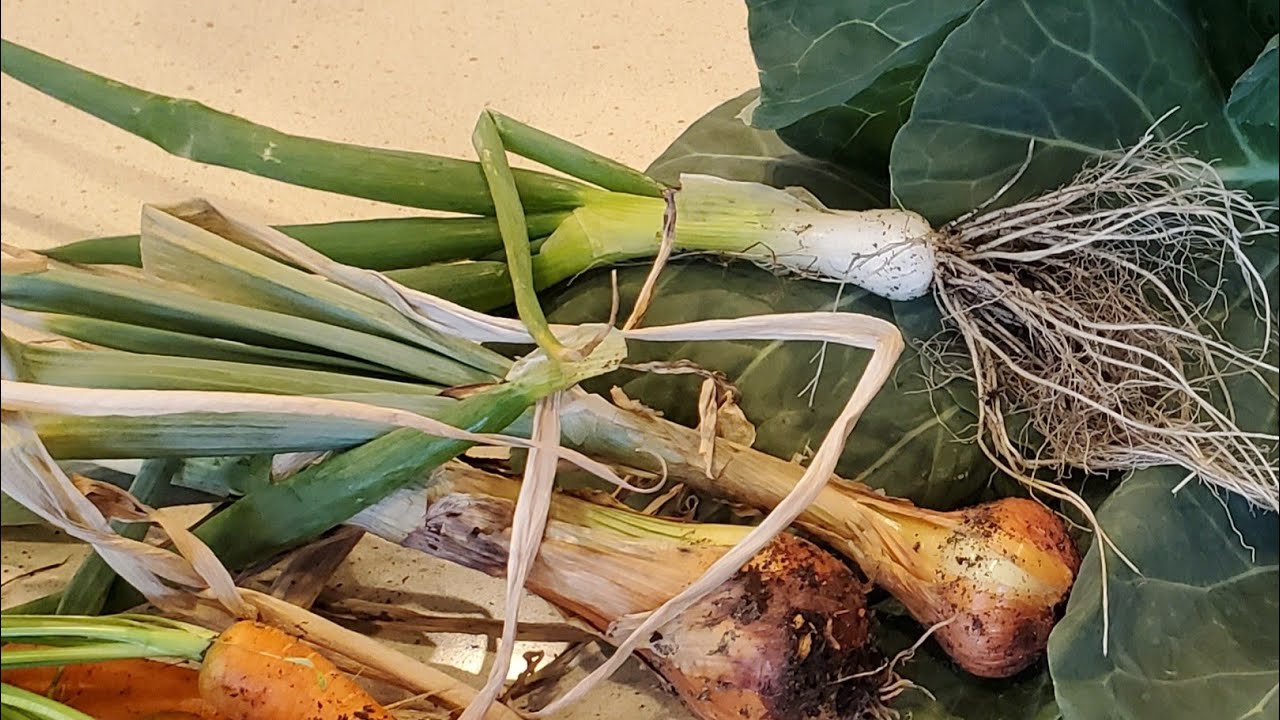 My First Time...Growing Onions from Seeds in Chicagoland  6a