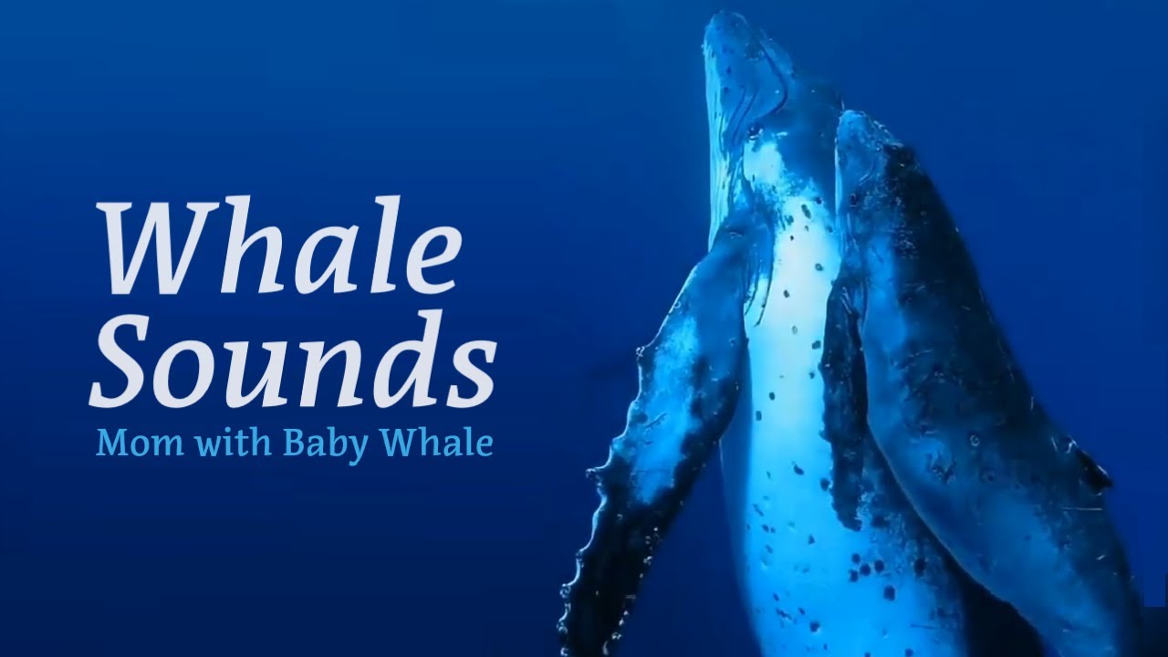 Whale Sounds | Mom with Baby Whale | ASMR Relaxing Sounds | Relaxing Music