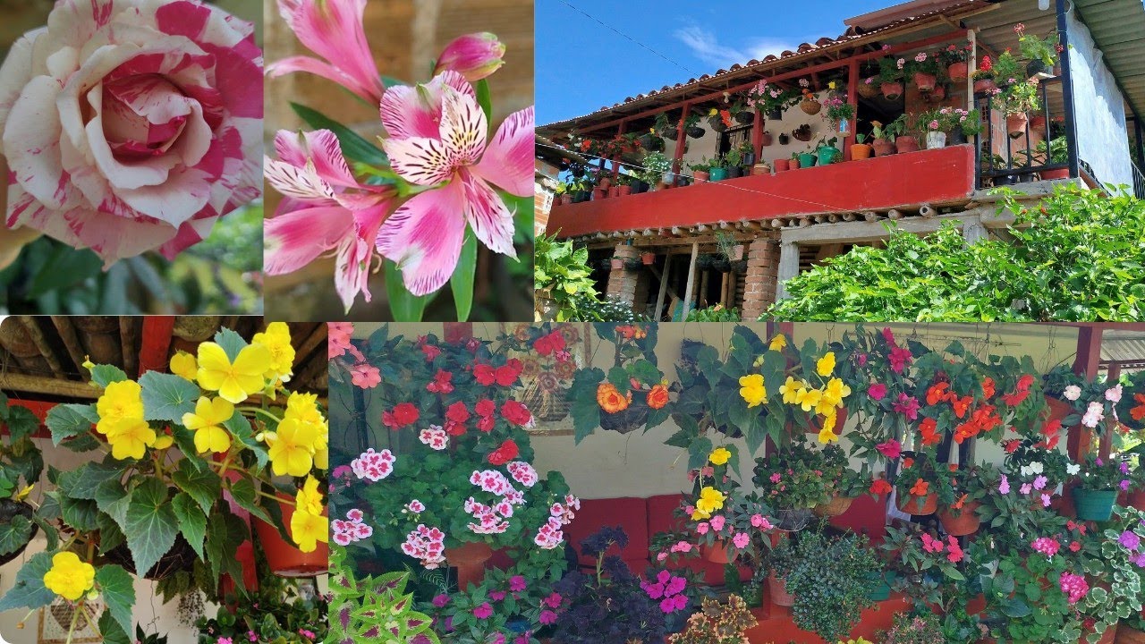 Así va el jardín de mi amiga después de 9 meses 🥰hermosísima floración 😍