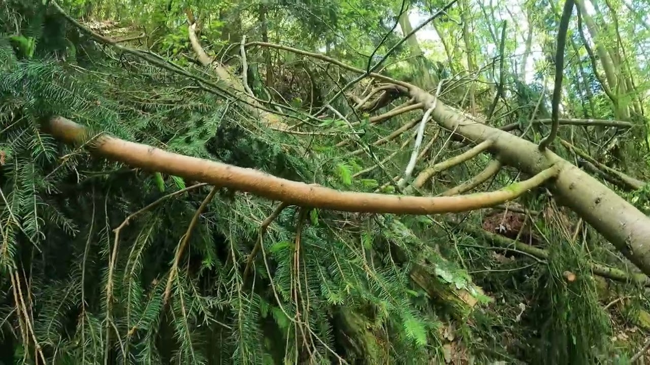 Wolfschlucht, Hiking through the Forest near Zwingenberg in Germany, May 2024