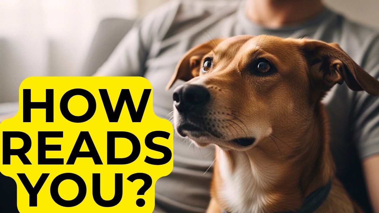 This Is How DOGS Read Human Emotions