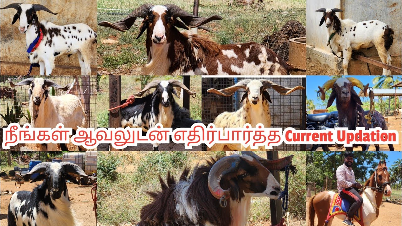 உங்களுக்கான Al-Shaji's Bakreth Special Current Updation