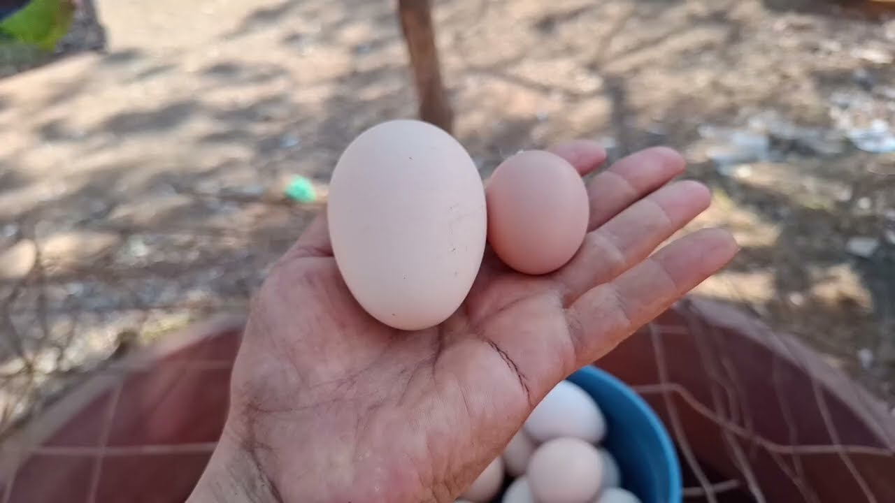 👉Este es el último huevo de la huevera de la gallina ponedora‼️