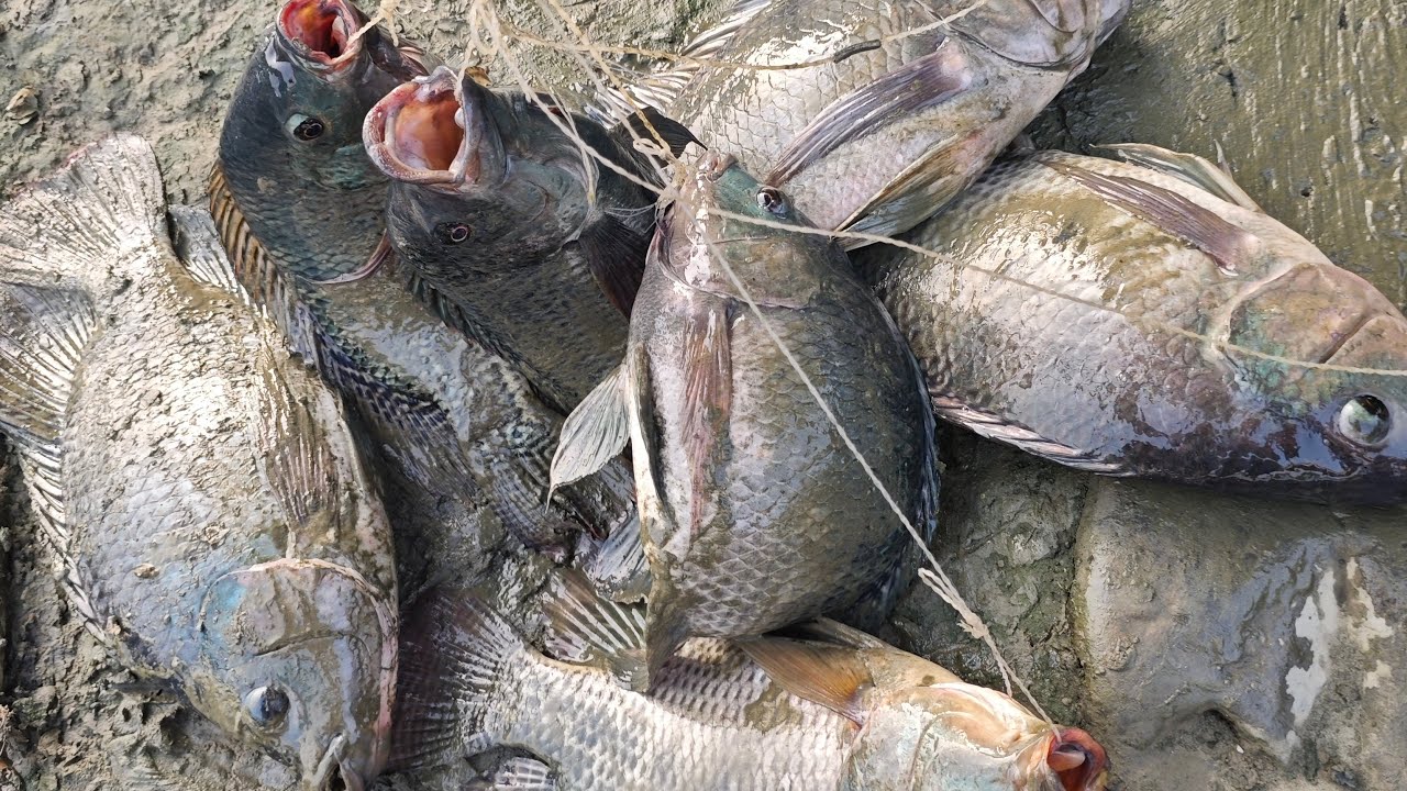 noygabo fishing is live! 38th Saturday morning fishing live 🎣🐟