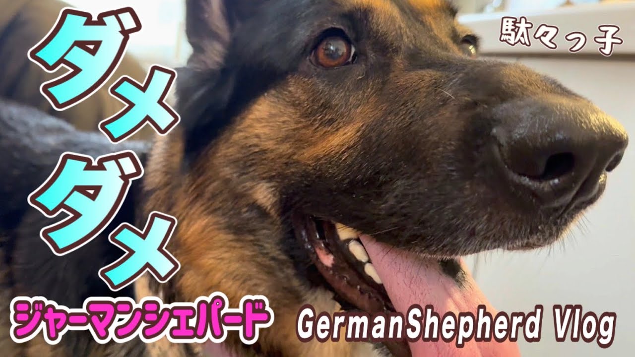 やっぱりダメダメシェパードだ😂面白すぎて笑いっぱなし❣️週末のまろん家【ジャーマンシェパード】