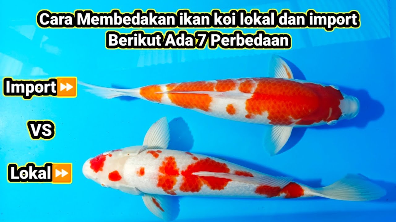 Perbedaan Koi Lokal Dan Koi import | koi lokal vs koi import