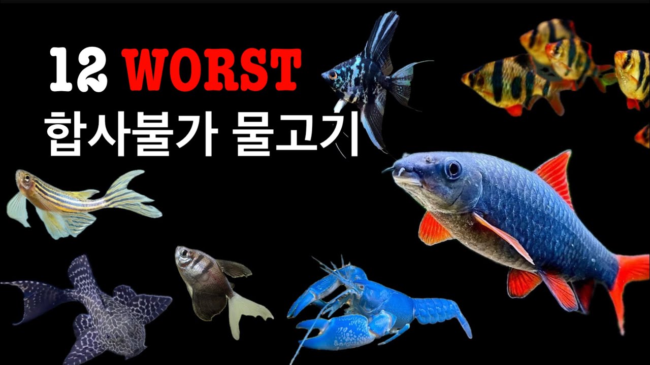 최악의 합사불가 물고기 TOP 12
