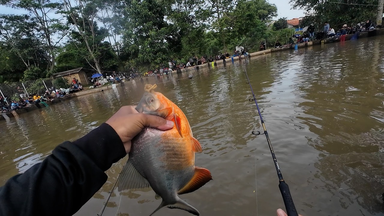 Mancing Borongan Rp 24 Juta Bawal Babon Umpan Usus VS Tahu
