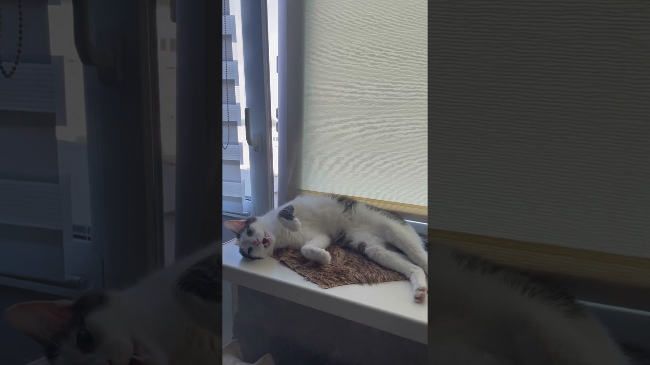 Пельмешки🤗 #котофейка #позитив #юмор #видосыоткота #cat #веселыекоты #котики #прикольныекоты #кот