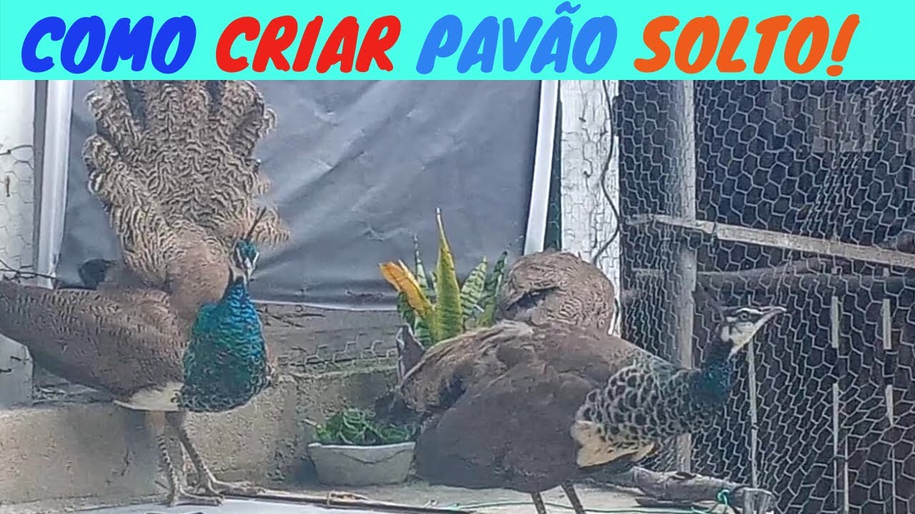 COMO CRIAR PAVÃO SOLTO NO QUINTAL? Como criar pavões? #RAÇÃO PARA AVES.