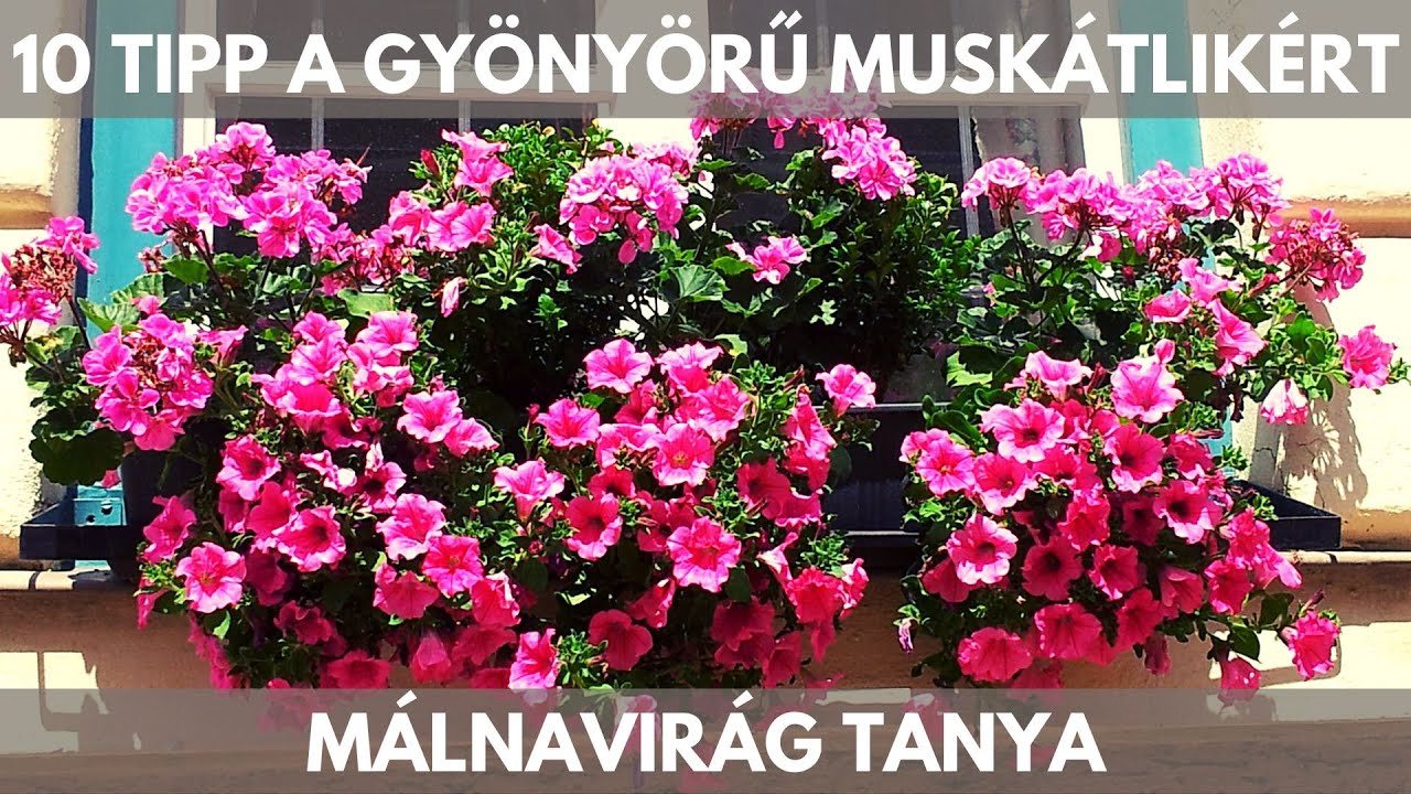 10 Tipp a muskátli gondozásához és ültetéhéhez