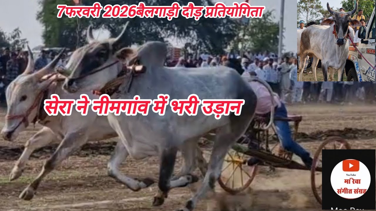 सेरा ने नीमगांव बैलगाड़ी दौड़ प्रतियोगिता में प्रथम दौर में दूधकुंडिया की गाड़ी को हराया 7 /2/2026