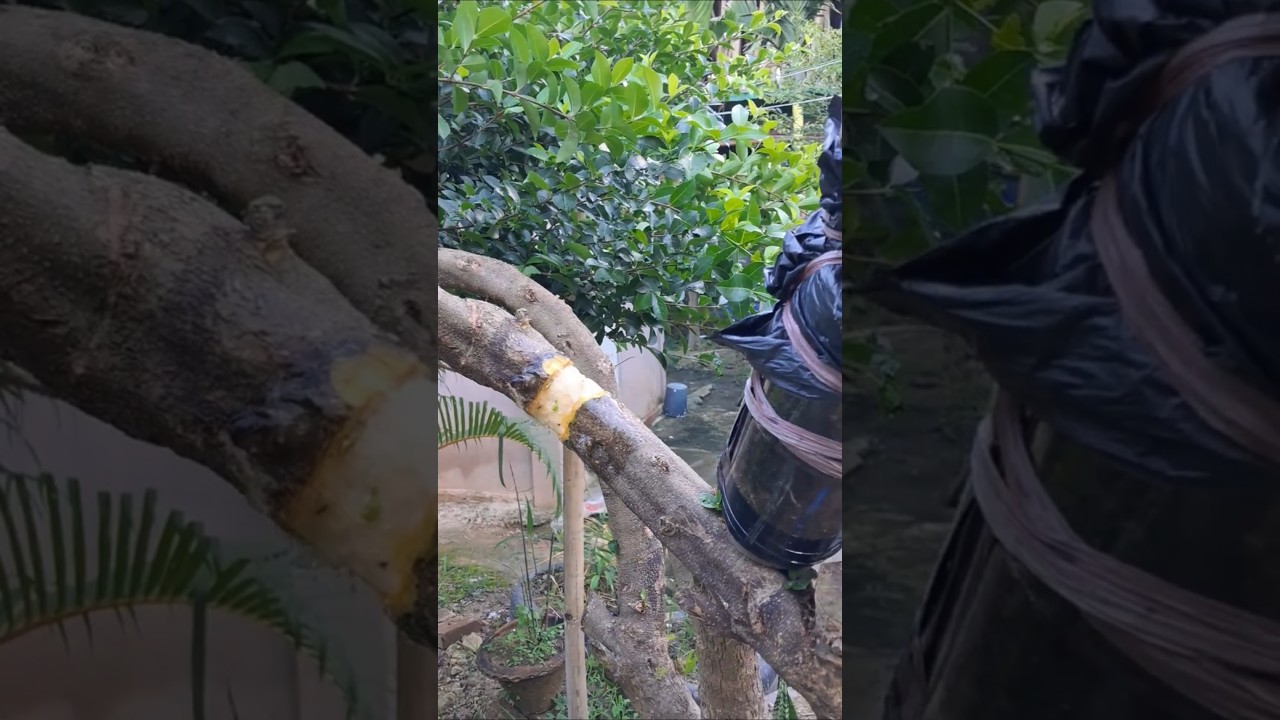 How to air layer large cherry tree.  #cherrytree #barbadoscherry #barbados_cherry #airlayering