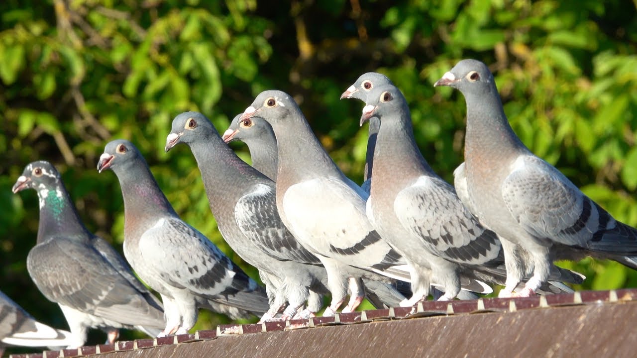 TIME FLIES - Young Pigeons of 2020 (Before & After)