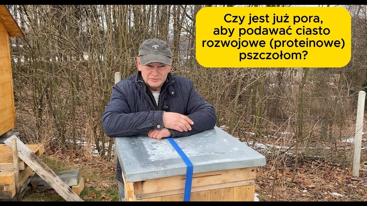 Czy jest już pora, aby podawać ciasto rozwojowe pszczołom? #bee #beekeeping