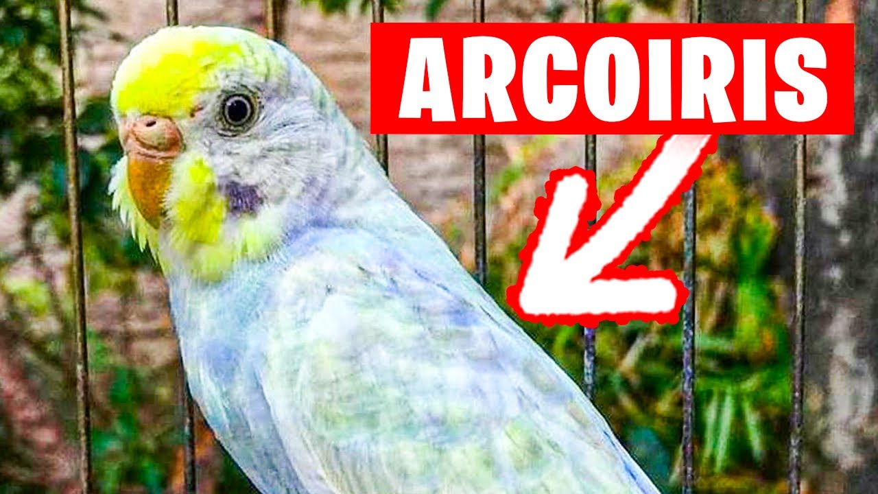 TODO SOBRE EL PERIQUITO ARCOIRIS