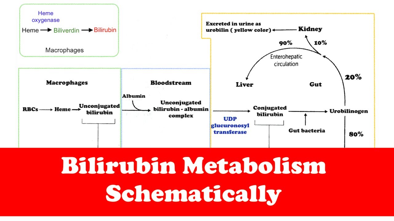Gastrointestinal: Bilirubin Metabolism (Quick Review)