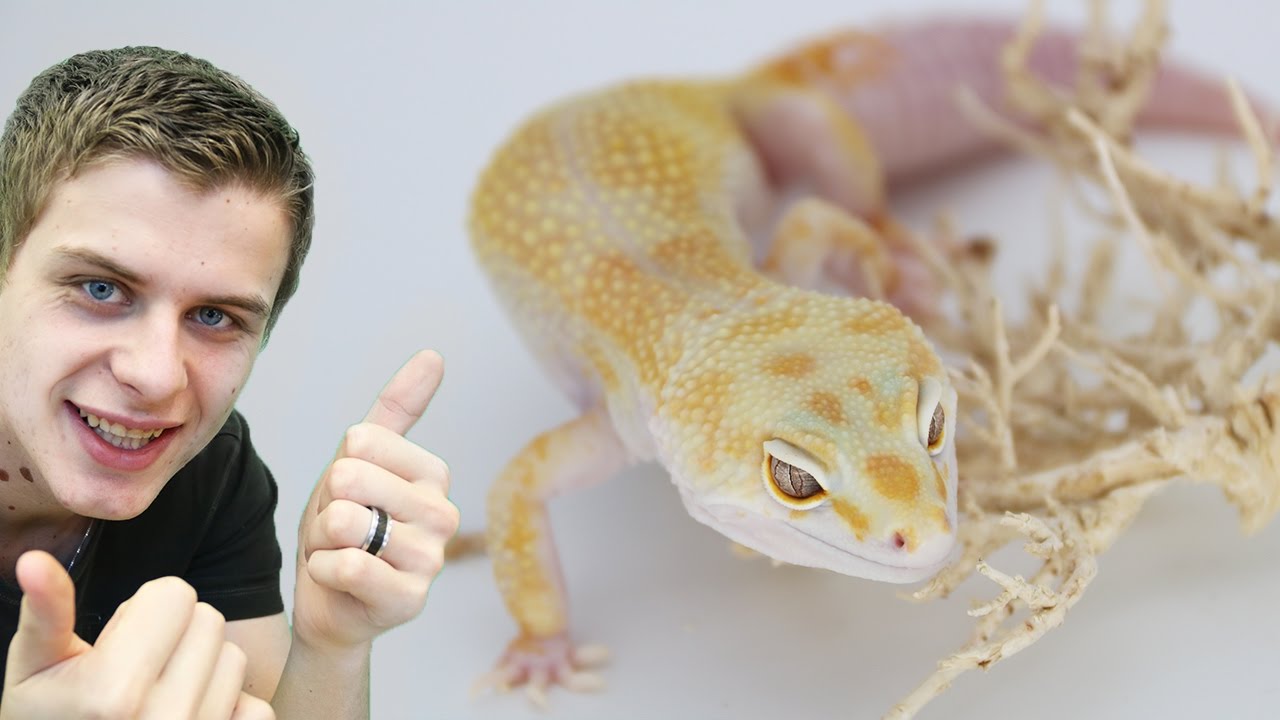 Top 5 de mes plus beaux lézards - EUBLEPHARIS