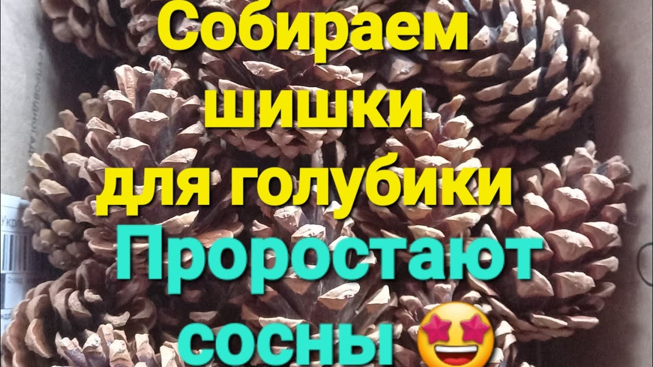 Как шишки помогают размножать микоризу для голубики 👍💖💖💖