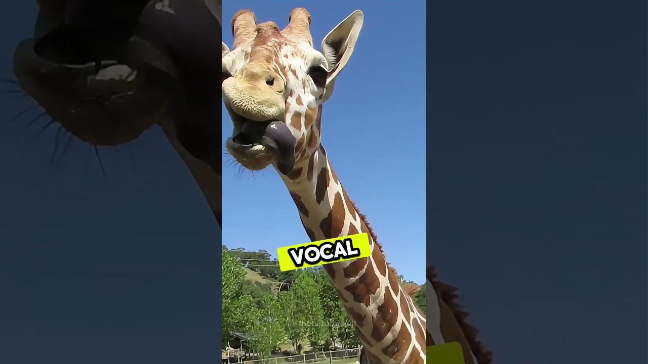 5 crazy facts about giraffes 🦒