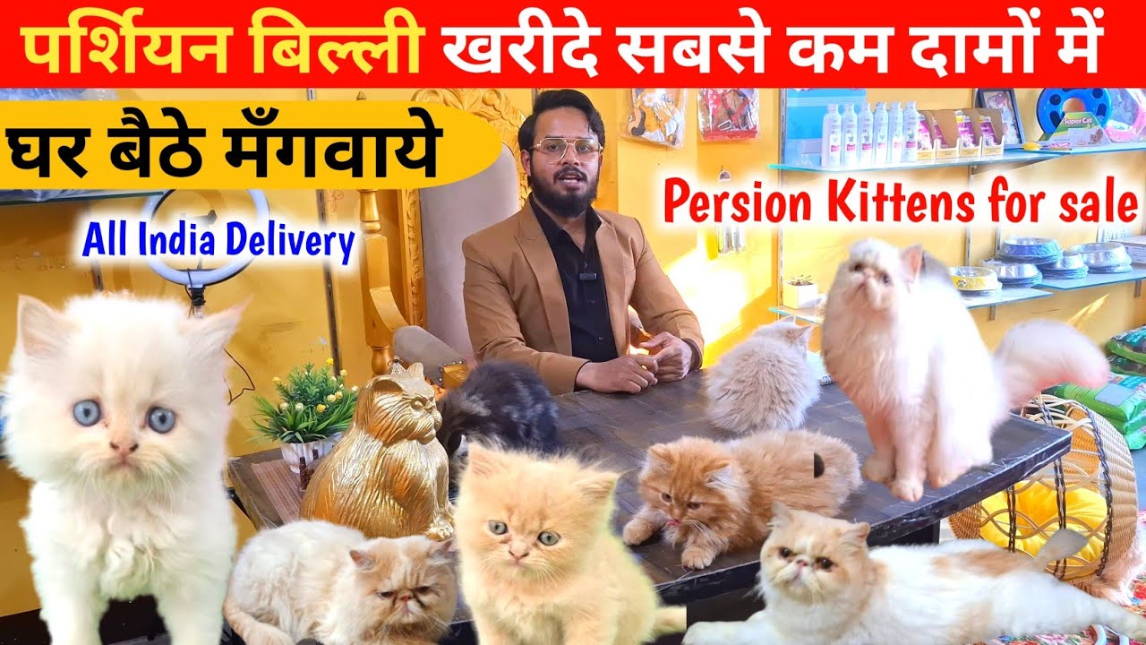 पर्शियन बिल्ली सस्ते दामों में |Persian Kittens |Persian Kittens for sale |Persian Kittens Lucknow 