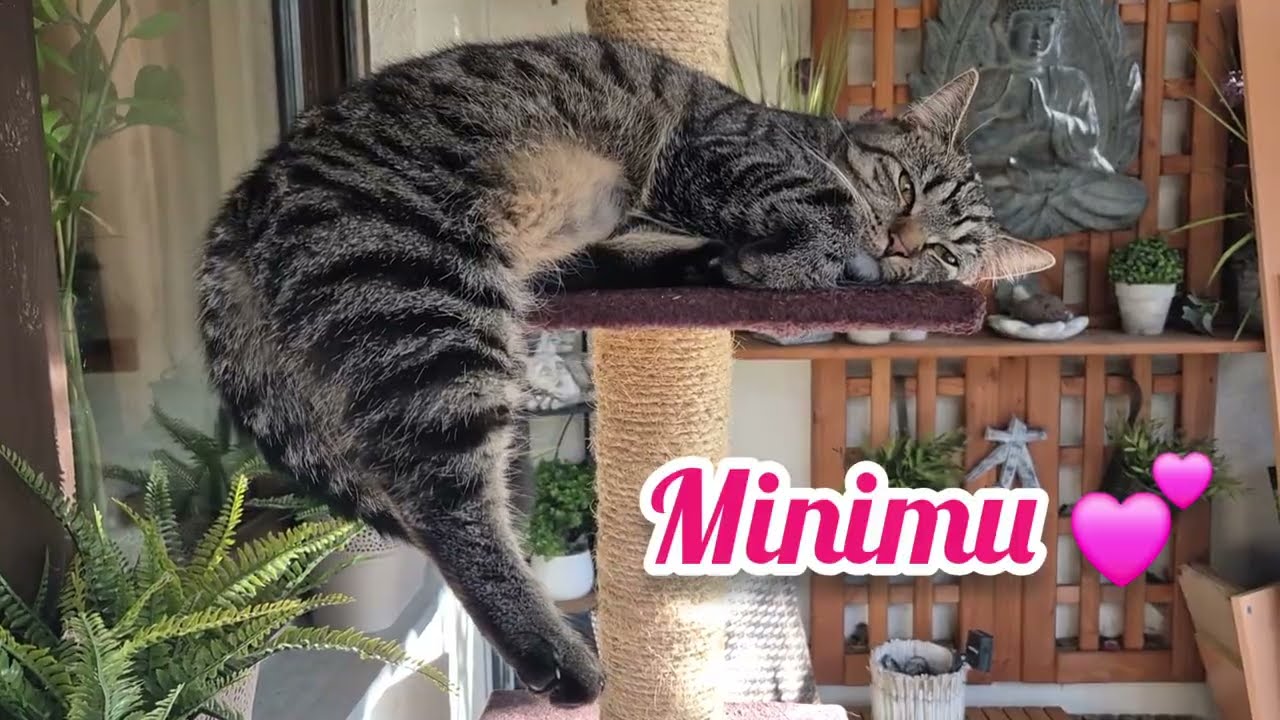 Kleiner Wochenrückblick bei Schnurrpost - Endlich schönes Wetter 🌞🐈‍⬛🐈😃😃🐈‍⬛🐈🌞