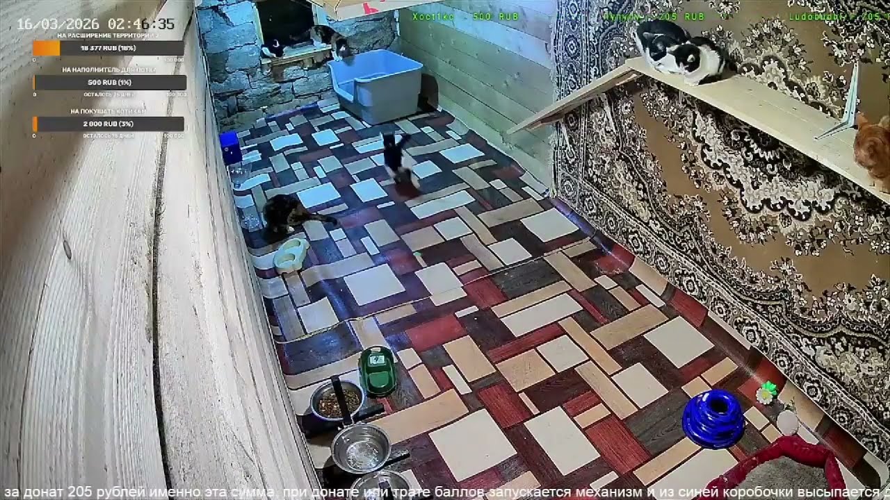 Ночные гонки Булкина