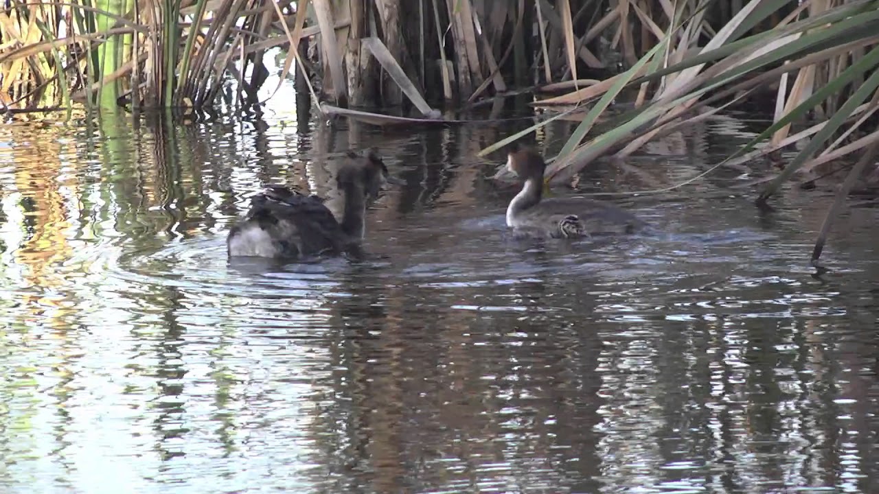 Great Crested Grebe with cute striped chicks - one trying to climb aboard