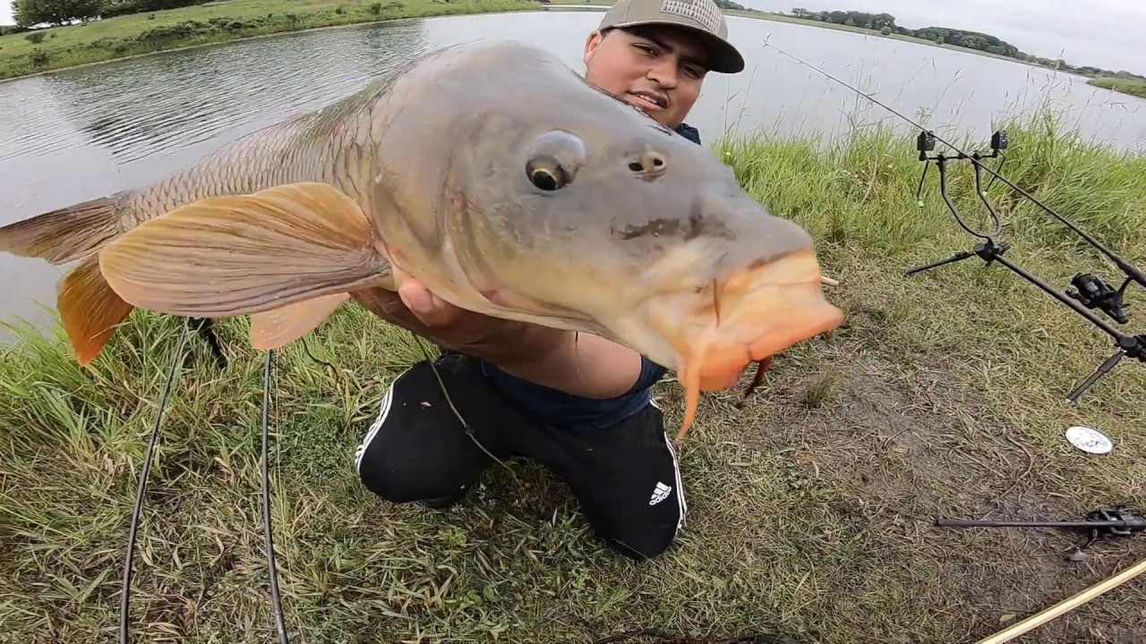 LA MEJOR CARNADA PARA PESCAR CARPAS GIGANTES!! , Pescando CARPAS henormes!!