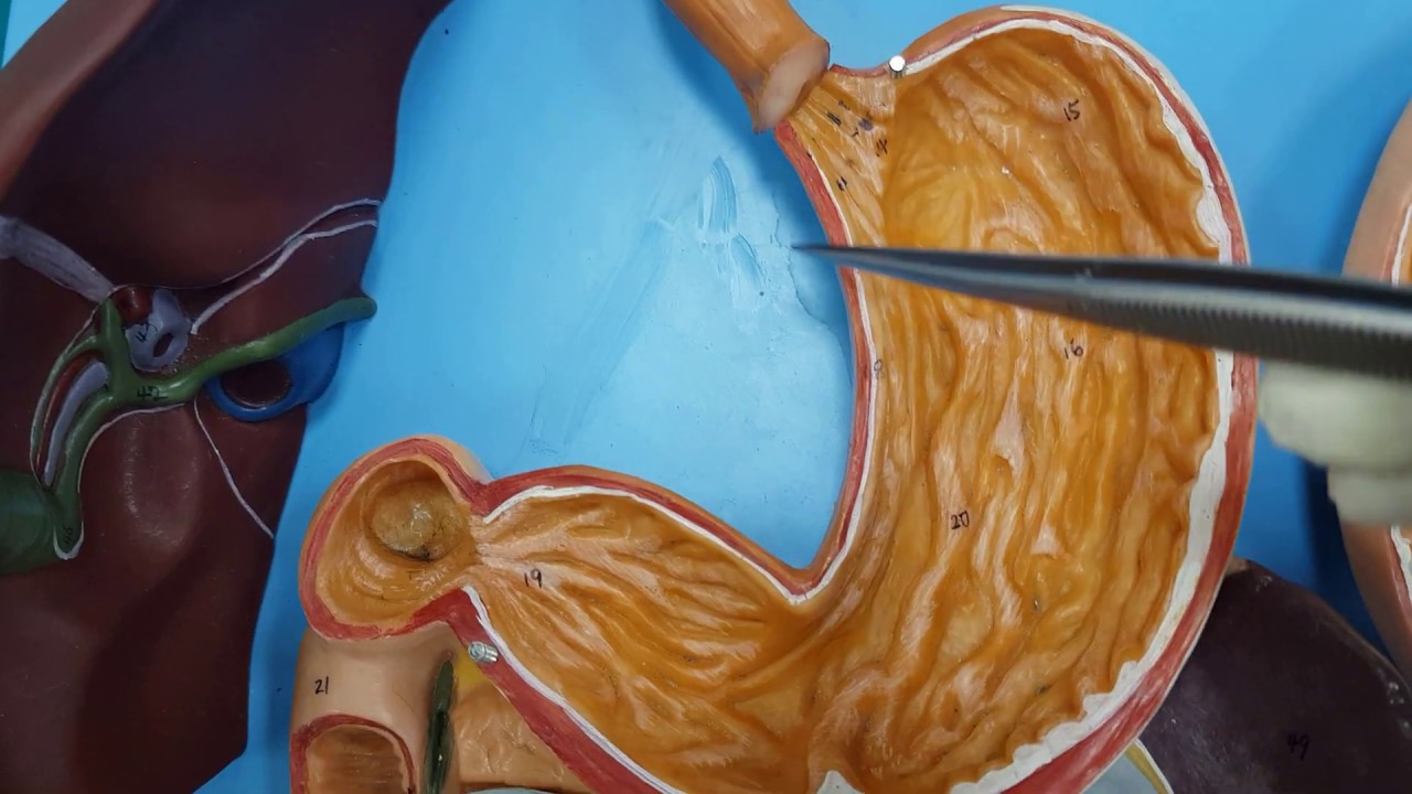 Gastrointestinal Sistem (GİS) Anatomisi (5.Bölüm)