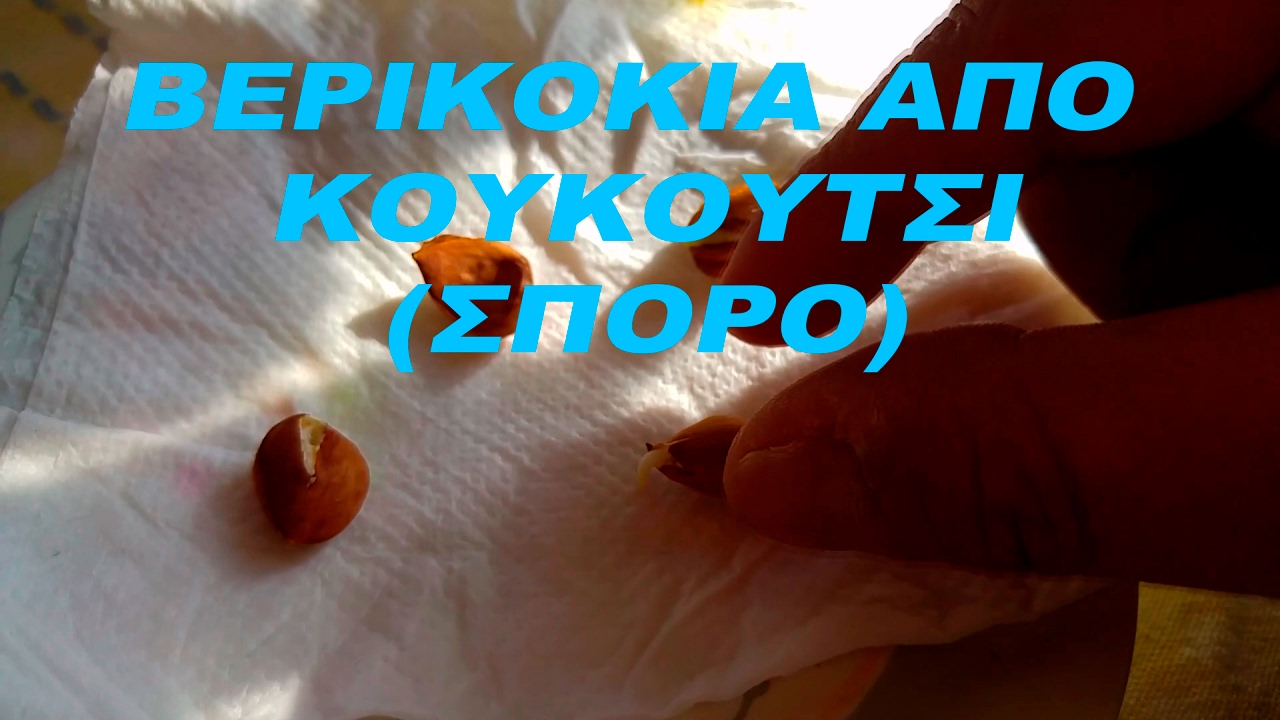 Βερικοκιά από κουκούτσι (σπόρο).
