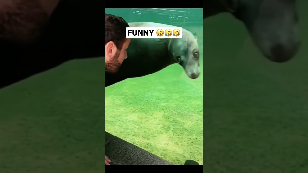 Funny our animals ❤️👍 #animals #babyanimals #funny #animalfunny #funnyvideo #smile