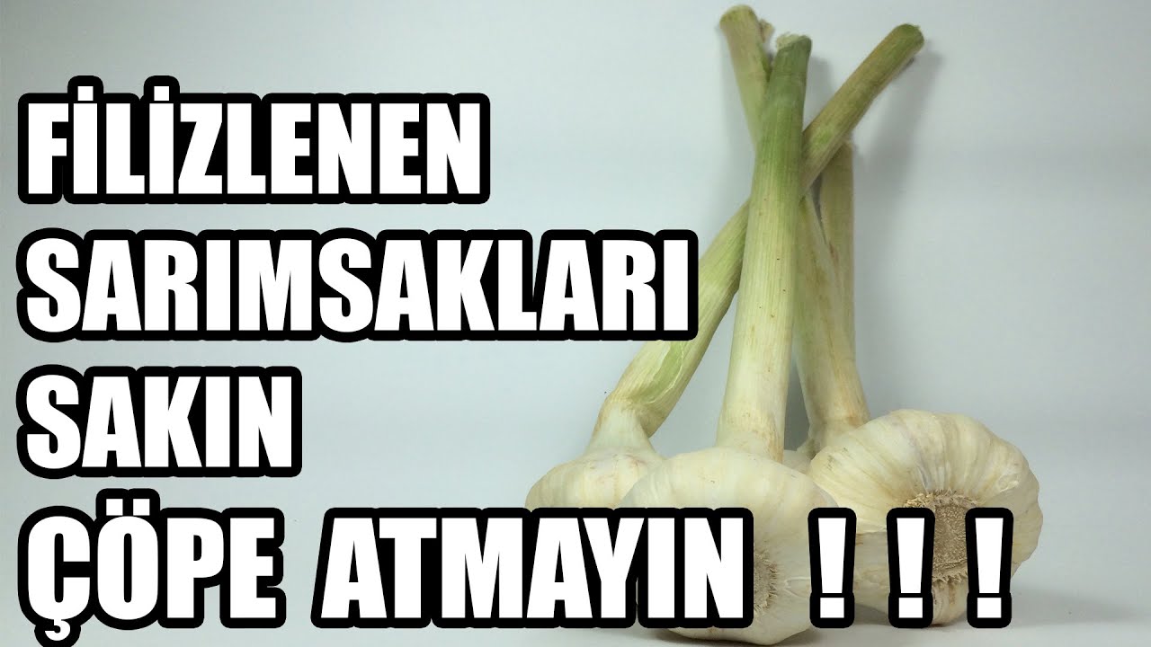 Saksıda Sarımsak yetiştirmek | Hızlı ve Garantili Yolu