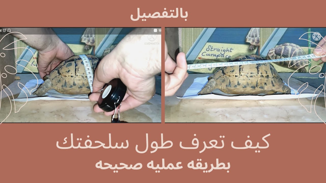 اعرف طولها