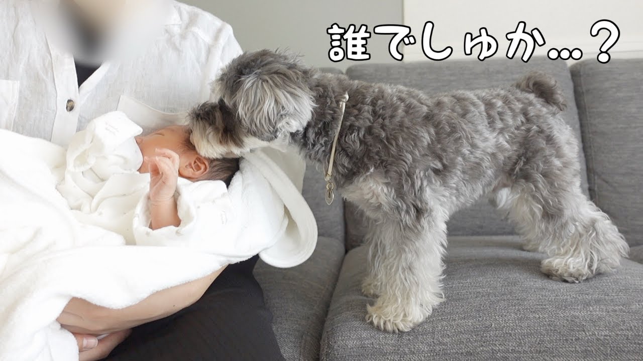 子供が苦手な愛犬と赤ちゃんの初対面！どうなる...？【シュナウザー】