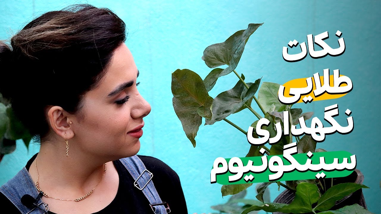 معرفی و نکات کلیدی نگهداری از سینگونیوم