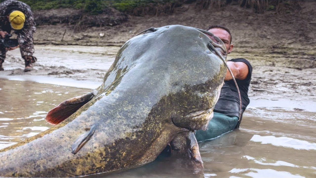 O maior peixe do mundo! Recordes de pesca que voc&ecirc; n&atilde;o vai acreditar