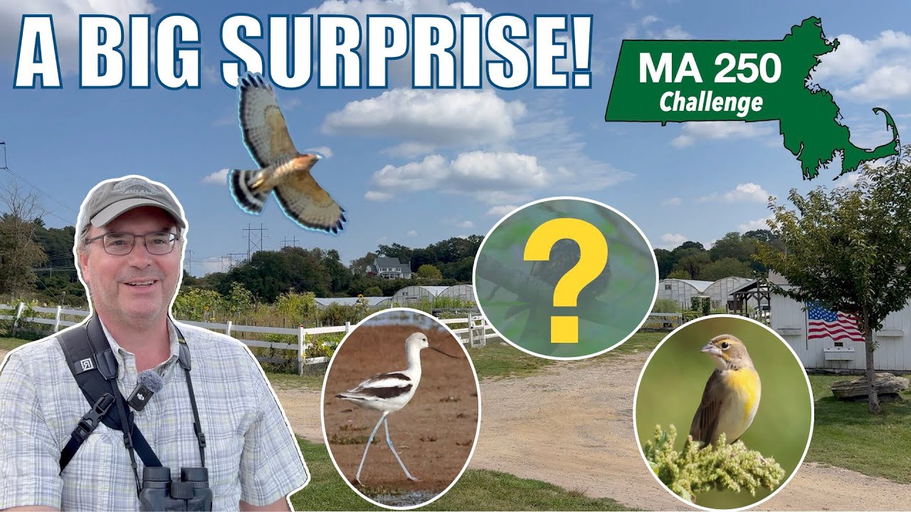 A very surprising bird!  Episode 25 of my 2025 challenge