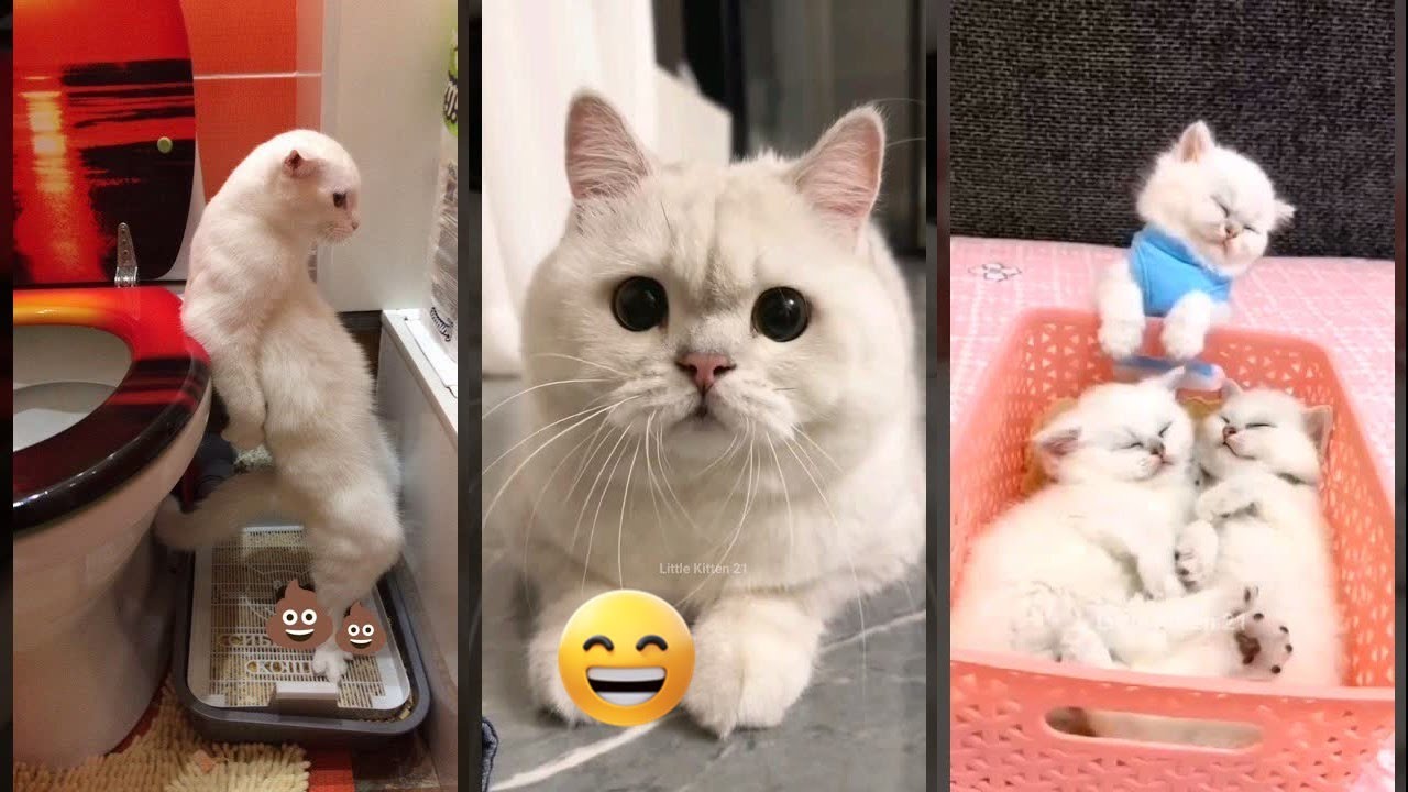 Funny Cat 🐱 #cat 🐈&zwj;⬛ #FunnyCats Ep 2232