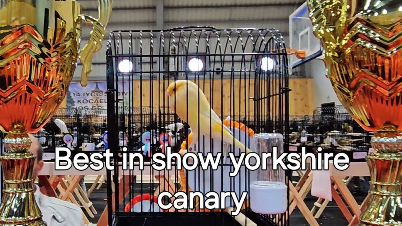 Best in show yorkshire canary #indonesia #thailand #turkey #youtubeshorts #england #belgium