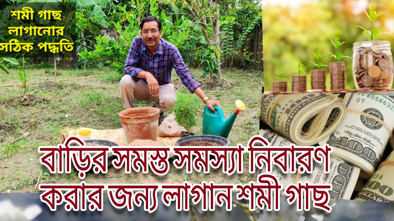 বাড়ির সব ধরনের সমস্যা সমাধানের জন্য লাগান শমী গাছ, কোথায় পাবেন? কী দাম? কীভাবে লাগাবেন? জেনে নিন