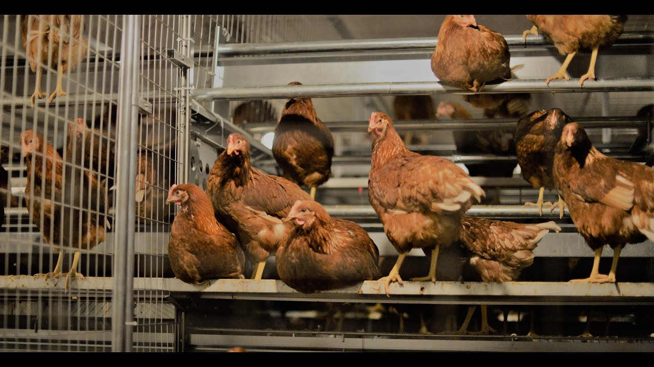 Facco Libera Alterna - Cage free system